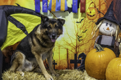 2022-Fall-ScentWork-Trial-569