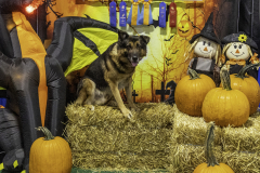 2022-Fall-ScentWork-Trial-570