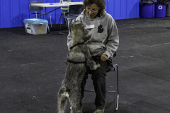 2022-Fall-ScentWork-Trial-571