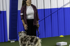 2022-Fall-ScentWork-Trial-581
