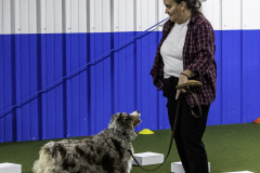 2022-Fall-ScentWork-Trial-582