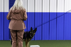 2022-Fall-ScentWork-Trial-586