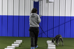 2022-Fall-ScentWork-Trial-594