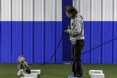 2022-Fall-ScentWork-Trial-595