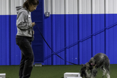 2022-Fall-ScentWork-Trial-597