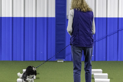 2022-Fall-ScentWork-Trial-656