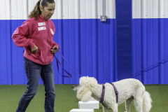 2022-Fall-ScentWork-Trial-677