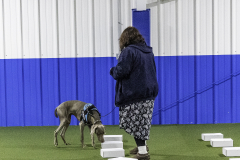 2022-Fall-ScentWork-Trial-681