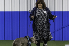 2022-Fall-ScentWork-Trial-682