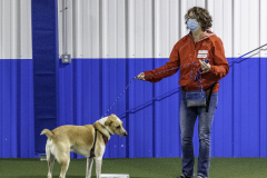 2022-Fall-ScentWork-Trial-693