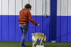 2022-Fall-ScentWork-Trial-695