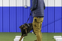 2022-Fall-ScentWork-Trial-706