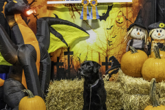 2022-Fall-ScentWork-Trial-763