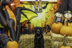 2022-Fall-ScentWork-Trial-766