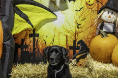 2022-Fall-ScentWork-Trial-768