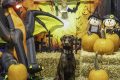 2022-Fall-ScentWork-Trial-775