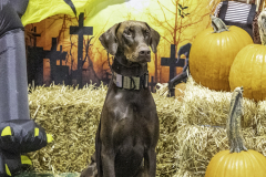 2022-Fall-ScentWork-Trial-778