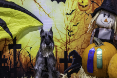 2022-Fall-ScentWork-Trial-812