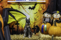 2022-Fall-ScentWork-Trial-813