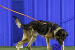 2022-Fall-ScentWork-Trial-839