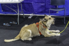 2022-Fall-ScentWork-Trial-878