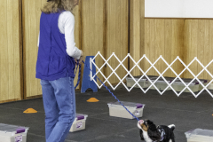 2022-Fall-ScentWork-Trial-968