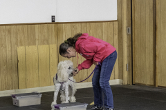 2022-Fall-ScentWork-Trial-979
