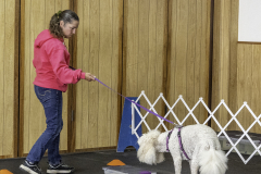 2022-Fall-ScentWork-Trial-982