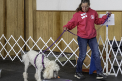 2022-Fall-ScentWork-Trial-983
