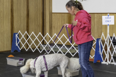 2022-Fall-ScentWork-Trial-984
