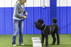 2022-Fall-ScentWork-Trial-99