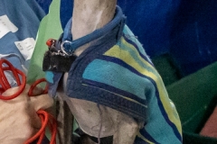 2022-March-Scent-Trial-754