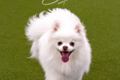 12-8-9-10-Jen-Pinder-1296