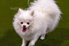 12-8-9-10-Jen-Pinder-1308