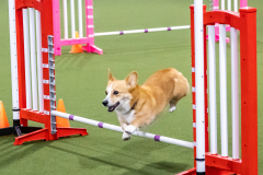 2023-AADTC-April-Trial-1213