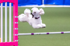 2023-AADTC-April-Trial-1956