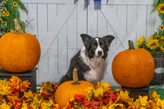 10-21-23-ScentWork-640