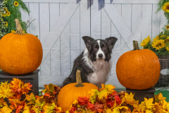 10-21-23-ScentWork-641