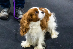 10-22-23-ScentWork-1080