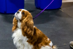 10-22-23-ScentWork-1174