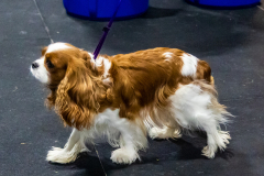 10-22-23-ScentWork-1176