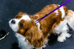 10-22-23-ScentWork-1177
