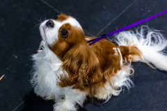 10-22-23-ScentWork-1178
