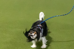 10-22-23-ScentWork-1231