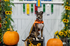 10-22-23-ScentWork-1382