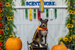 10-22-23-ScentWork-1385