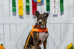 10-22-23-ScentWork-1388