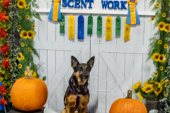 10-22-23-ScentWork-1398