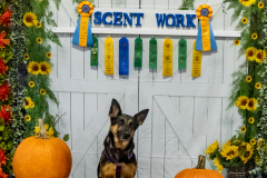 10-22-23-ScentWork-1400