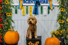 10-22-23-ScentWork-1637